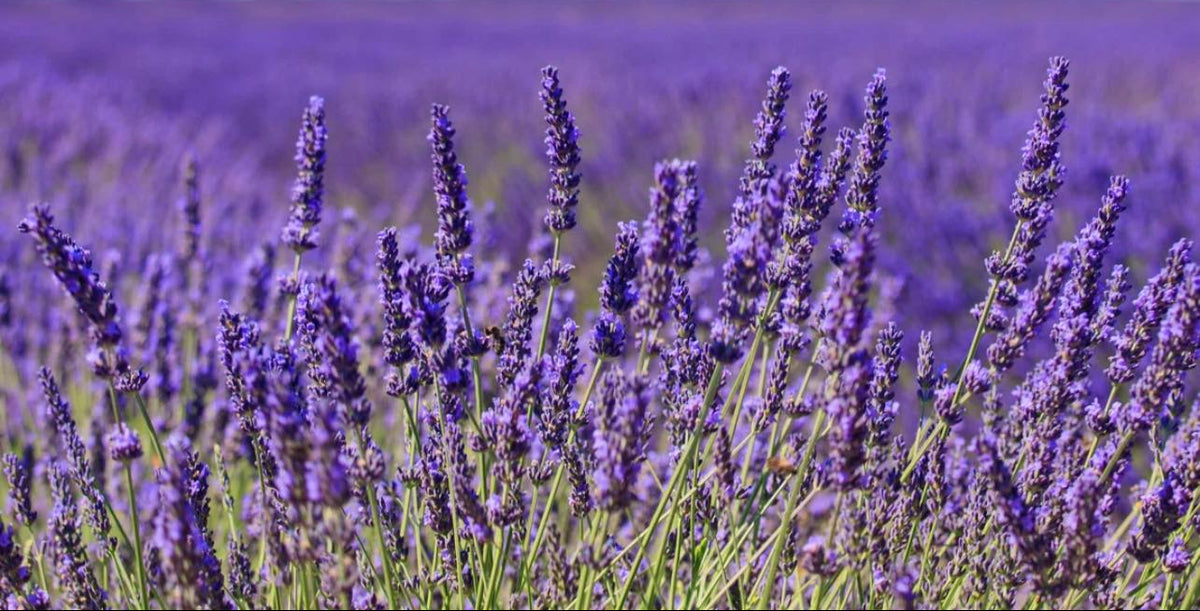 North Country Lavender Farm